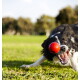 Czarno-biały border collie rzucający się przez trawę, aby złapać czerwoną piłkę, szeroko otwarte oczy i otwarte usta