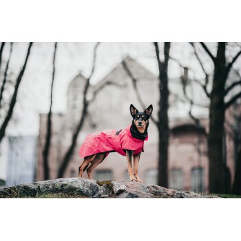 Ein Hund, der einen leuchtend pinken Regenmantel trägt, steht auf einem Felsen, umgeben von Bäumen, mit einem verschwommenen Gebäude im Hintergrund.