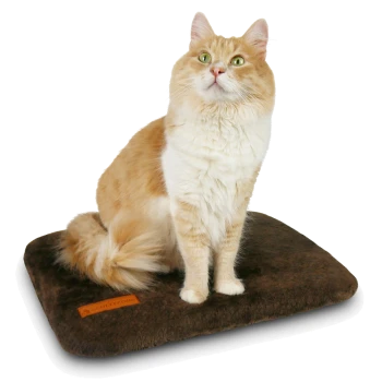 Eine flauschige orange-weiße Katze sitzt auf einem braunen Haustierbett und schaut mit leuchtend grünen Augen nach oben. Das Bett hat ein kleines oranges Etikett.