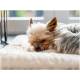 Eine Nahaufnahme eines schlafenden Yorkshire Terriers auf einem weichen, plüschigen Haustierbett, mit geschlossenen Augen und leicht zerzaustem Fell.