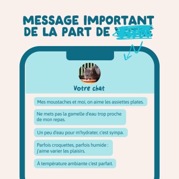 Maquette de téléphone avec photo de chat étiquetée « Votre chat », bulles de conversation en français avec conseils d'alimentation ; en‑tête « MESSAGE IMPORTANT DE LA PART DE... »