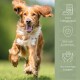 Tabelle der Fütterungsrichtlinien für Haustiere nach Gewicht für Hunde und Katzen, mit einer Schüssel voller Tabletten. Text: "MICH KANNST DU EINFACH VERFÜTTERN."
