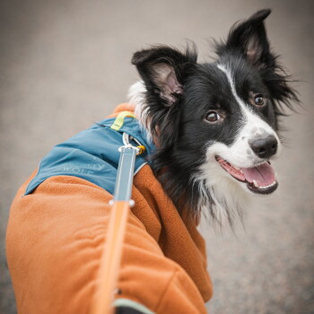 Schwarz-weißer Border Collie trägt eine orange-blaue Jacke, schaut glücklich zurück an der Leine.
