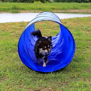 Ein kleiner schwarz-brauner Chihuahua-Hund, der verspielt aus einem hellblauen Tunnel auf grünem Gras in der Nähe eines Gewässers hervorkommt.