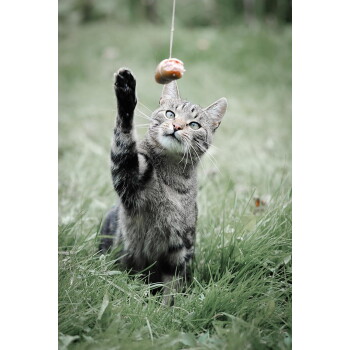 Grau getigerte Katze im Gras, die mit einer Pfote an einem an einer Schnur hängenden Leckerli spielt und aufmerksam nach oben schaut