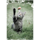 Grau getigerte Katze im Gras, die mit einer Pfote an einem an einer Schnur hängenden Leckerli spielt und aufmerksam nach oben schaut