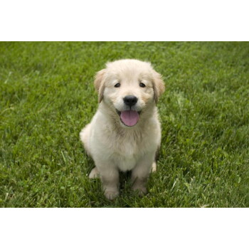 Flauschiger Golden-Retriever-Welpe sitzt auf grüner Wiese, Zunge herausgestreckt, schaut in die Kamera