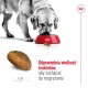 Złoty retriever je suchą karmę z czerwonej miski, z kawałkiem karmy dla odniesienia wielkości. Tekst: "Idealny rozmiar karmy, aby zachęcić do żucia."