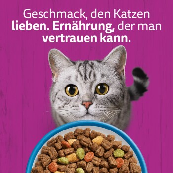 Grau-getigerte Katze mit großen Augen hinter einer blauen Schale mit Trockenfutter auf violettem Hintergrund; deutscher Text: „Geschmack, den Katzen lieben.“