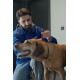 Mann in blauer Canina-Jacke befestigt das Halsband an einem großen, hechelnden braunen Hund in Innenräumen.