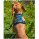 Ein brauner und weißer Hund sitzt auf einem grasbewachsenen Feld, trägt ein blaues Geschirr mit reflektierenden Nähten und schaut aufmerksam zur Seite.