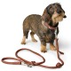 Drahthaar-Dackel trägt ein braunes Lederhalsband, das an einer passenden braunen Lederleine befestigt ist, vor weißem Hintergrund.