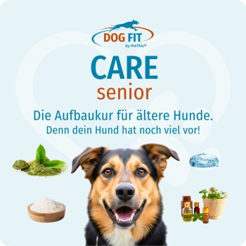 DOG FIT CARE Senior-Anzeige: Hund mit Kräutern, Pulver, Ölen und Eis; sichtbarer Text „Die Aufbaukur für ältere Hunde.“