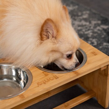Ein flauschiger, cremefarbener Pomeranian-Hund frisst aus einer Edelstahlschüssel auf einem Bambus-Haustierfütterungsständer, mit einer weiteren leeren Schüssel daneben.