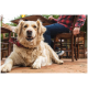 Golden Retriever mit rot-karierter Halstuch-Bandana liegt auf einer gepflasterten Terrasse unter einem Gartentisch, hinter ihm sitzt eine Person.