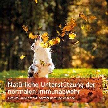 Hund springt, um Herbstblätter zu fangen; Overlay-Text (Deutsch und Englisch) über natürliche Unterstützung der normalen Immunabwehr.