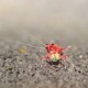 Gros plan sur une crevette rouge vibrante avec de longues antennes, se tenant sur une surface texturée, mettant en valeur ses caractéristiques détaillées.