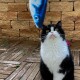 Eine flauschige schwarz-weiße Katze schaut zu einem blauen Fischspielzeug auf, das über ihr hängt, vor einer Kulisse aus Steinmauern und Holzböden.