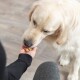 Nahaufnahme eines Golden Retrievers, der sanft Leckerlis aus der Hand einer Person nimmt, mit einem verschwommenen Hintergrund eines Holzbodens.