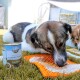 Ein Hund, der von einer orangefarbenen Silikonmatte auf Gras frisst, mit einer Dose BELLFOR Landgut-Menü Insekten-Hundefutter daneben.