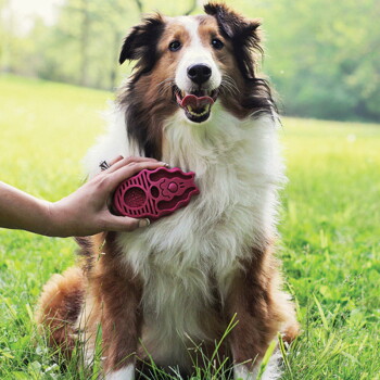 Lächender langhaariger braun-weißer Hund sitzt im Gras, während eine Hand eine rosa Gummibürste an seine Brust hält.