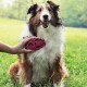 Lächender langhaariger braun-weißer Hund sitzt im Gras, während eine Hand eine rosa Gummibürste an seine Brust hält.