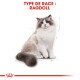 Illustration d'un chat Ragdoll avec des yeux bleus et un pelage duveteux, accompagnée du texte "TYPE DE RACE : RAGDOLL" en haut.