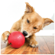 Chien fauve allongé sur un plancher en bois dur en train de mâcher une balle en caoutchouc rouge avec un texte en relief, devant un mur blanc.