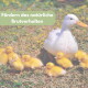 Weiße Ente mit gelben Küken auf Gras; Bannertext: ‚Fördern das natürliche Brutverhalten‘.