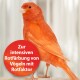 Ein lebendiger orangefarbener Kanarienvogel steht vor einem verschwommenen Hintergrund, mit einem runden roten Etikett, das besagt "Zur intensiven Rotfärbung von Vögeln mit Rotfaktor."