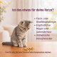 ‚Ist das etwas für deine Katze?‘ Grau getigertes Kätzchen betrachtet Leckerlis; Hinweis auf Fisch‑/Rindfleischallergie, empfindlichen Magen, wählerische Katzen.