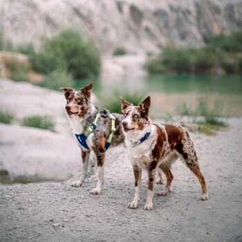 Zwei verspielte Border Collies mit blauen und braunen Augen stehen auf einem Kiesweg in der Nähe eines grünen Sees und tragen bunte Geschirre.