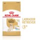 Royal Canin Adult Labrador Retriever Hundefutterbeutel mit einer Illustration eines Golden Retrievers, gekennzeichnet für Hunde über 5 Jahre alt.