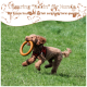 Ein verspielter brauner Pudel läuft auf Gras mit einem Gummiring im Mund. Text: 'Kauring 'Robin' für Hunde, 100% Naturkautschuk.'