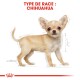 Illustration d'un chien Chihuahua avec de grandes oreilles et un pelage beige clair, étiqueté "TYPE DE RACE : CHIHUAHUA" en haut.