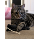 Getigerte Katze liegt auf einem Holzboden neben einem schwarzen Stoffspielzeugbeutel mit weißer Schnur.