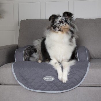 Ein flauschiger schwarz-weißer Hund sitzt auf einem grauen Sofa und ruht sich auf einer grauen, gesteppten Haustierdecke mit dem sichtbaren Logo 'SCRUFFS' aus.