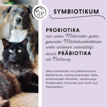 Eine schwarze Katze mit grünen Augen sitzt vor einem grauen Hund, beide auf einem hellen Teppich. Der Text behandelt Probiotika und Präbiotika für die Tierernährung.
