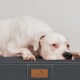 Ein weißer Hund ruht auf einem grauen Haustierbett mit einem braunen Etikett mit der Aufschrift "tierlando" an der Seite, das Komfort und Entspannung zeigt.