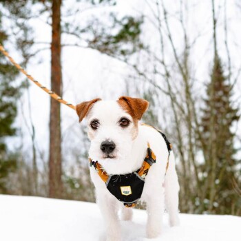 Ein kleiner Hund mit einem schwarzen Geschirr mit gelbem Logo steht im Schnee, umgeben von Bäumen in einer Winterlandschaft.