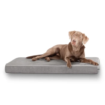 Ein entspannter brauner Labrador Retriever liegt auf einem weichen grauen Hundebett mit weißem Rand und zeigt Komfort und Stil.