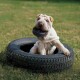 Ein verspielter Shar Pei Welpe sitzt in einem Reifen mit einem Gummispielzeug im Mund, umgeben von grünem Gras.