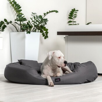 Ein weißer Hund liegt auf einem grauen Haustierbett in einem modernen Raum mit einer großen grünen Pflanze in einem weißen Topf und minimalistischer Dekoration.