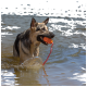 Ein nasser Deutscher Schäferhund holt fröhlich ein orangefarbenes schwimmendes Spielzeug mit einem roten Seil, während er im flachen Wasser watet.