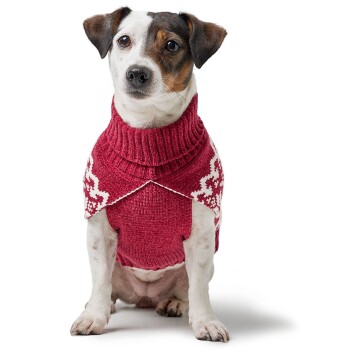 Ein kleiner Hund, ein Jack Russell Terrier, sitzt und trägt einen gemütlichen roten Pullover mit weißen Schneeflockenmuster und hohem Kragen.