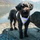 Schwarz gelockter Hund trägt ein lavendelfarbenes Geschirr mit gelbem Badge und steht auf Felsen am See, mit Bergen im Hintergrund.