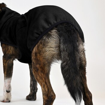 Dalmatiner-Hund mit schwarzem Mantel, der auf Gras in einer Außenumgebung mit kahlen Bäumen im Hintergrund läuft.