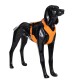 Ein schwarzes Hundemanikin trägt ein leuchtend orangefarbenes Geschirr und steht aufrecht vor einem weißen Hintergrund.
