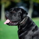 Grote zwarte mastiffachtige hond met een brede doorgestikte leren halsband, tong uit, zijaanzicht op een groen gazon.