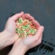 Die Hände einer Person, die bunte Fischfutterpellets in den Farben Grün, Orange und Weiß über einer dunklen Wasseroberfläche halten.